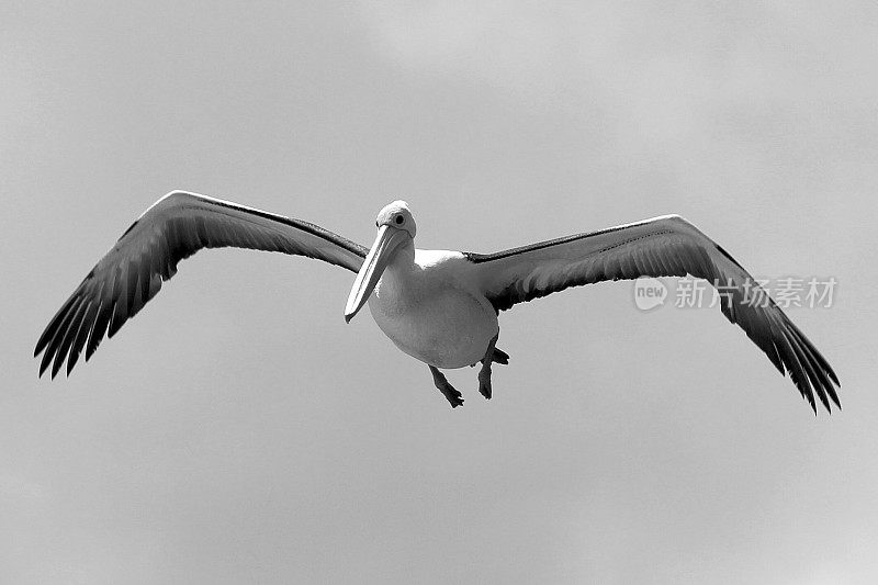 鹈鹕(Pelecanus conspicillatus)